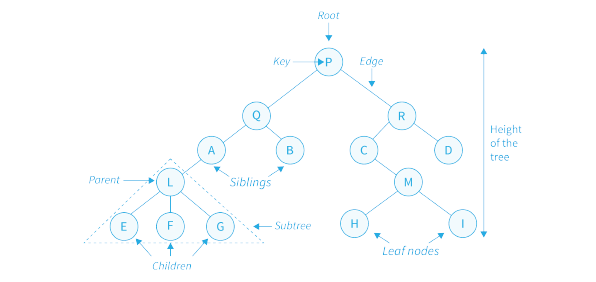 Difference between Primitive and Non Primitive Data Structure